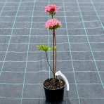 Azalka veľkokvetá (Azalea Mollis) ´HOMEBUSH´ - výška 40-60 cm, kont. C1L